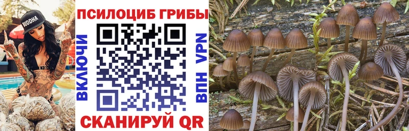 Купить  Ленинградская  Псилоцибиновые грибы Psilocybe 